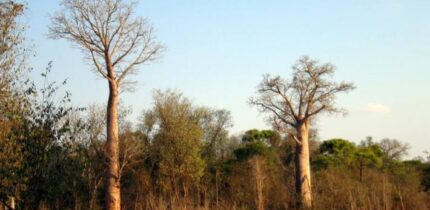 Adansonia za. Image credit: Hectonichus / CC BY-SA 3.0.