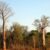 Adansonia za. Image credit: Hectonichus / CC BY-SA 3.0.