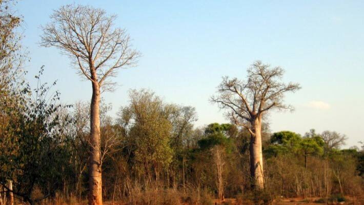 Adansonia za. Image credit: Hectonichus / CC BY-SA 3.0.