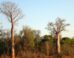 Adansonia za. Image credit: Hectonichus / CC BY-SA 3.0.