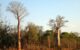 Adansonia za. Image credit: Hectonichus / CC BY-SA 3.0.