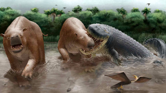 Reconstruction of the faunal assemblage of La Venta, showing the hypothetical predation event with Purussaurus neivensis attacking Pericotoxodon platignathus; also pictured in the foreground are Anhinga cf. A. grandis and Caiman sp. Image credit: Miguel Hernandez.