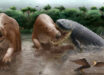 Reconstruction of the faunal assemblage of La Venta, showing the hypothetical predation event with Purussaurus neivensis attacking Pericotoxodon platignathus; also pictured in the foreground are Anhinga cf. A. grandis and Caiman sp. Image credit: Miguel Hernandez.