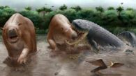 Reconstruction of the faunal assemblage of La Venta, showing the hypothetical predation event with Purussaurus neivensis attacking Pericotoxodon platignathus; also pictured in the foreground are Anhinga cf. A. grandis and Caiman sp. Image credit: Miguel Hernandez.