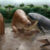 Reconstruction of the faunal assemblage of La Venta, showing the hypothetical predation event with Purussaurus neivensis attacking Pericotoxodon platignathus; also pictured in the foreground are Anhinga cf. A. grandis and Caiman sp. Image credit: Miguel Hernandez.