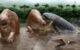 Reconstruction of the faunal assemblage of La Venta, showing the hypothetical predation event with Purussaurus neivensis attacking Pericotoxodon platignathus; also pictured in the foreground are Anhinga cf. A. grandis and Caiman sp. Image credit: Miguel Hernandez.