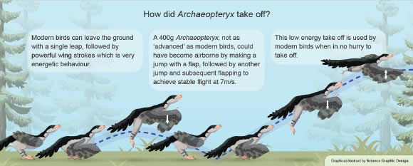 An illustration of how Archaeopteryx could have taken off. Image credit: Science Graphic Design.