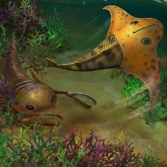 Life reconstruction of Bataspis crux. Image credit: Dinghua Yang.