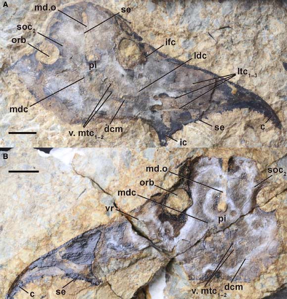 Holotype of Bataspis crux. Scale bar equals 1 cm. Image credit: Meng et al., doi: 10.1111/pala.70081.