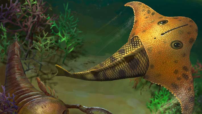 Meet Bataspis crux, Jawless Fish that Cruised Devonian Seas with Batwing Head
