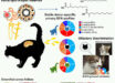 Animals often rely on scent marks to communicate identity across time, yet how chemically dynamic signals remain individually informative is unresolved; Ichizawa et al. show that domestic cats achieve durable chemical individuality through a reservoir-buffered system based on branched-chain fatty acid. Image credit: Ichizawa et al., doi: 10.1016/j.cub.2026.07.045.