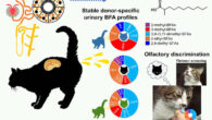 Animals often rely on scent marks to communicate identity across time, yet how chemically dynamic signals remain individually informative is unresolved; Ichizawa et al. show that domestic cats achieve durable chemical individuality through a reservoir-buffered system based on branched-chain fatty acid. Image credit: Ichizawa et al., doi: 10.1016/j.cub.2026.07.045.