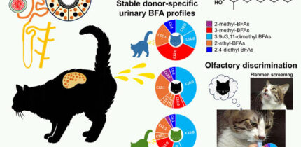 Animals often rely on scent marks to communicate identity across time, yet how chemically dynamic signals remain individually informative is unresolved; Ichizawa et al. show that domestic cats achieve durable chemical individuality through a reservoir-buffered system based on branched-chain fatty acid. Image credit: Ichizawa et al., doi: 10.1016/j.cub.2026.07.045.
