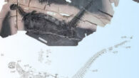 The holotype of Spatulidentatus breviceps. Image credit: Yang et al., doi: 10.16509/j.georeview.2025.11.052.