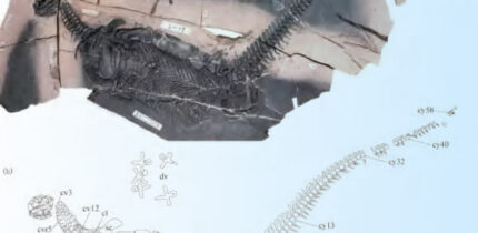 The holotype of Spatulidentatus breviceps. Image credit: Yang et al., doi: 10.16509/j.georeview.2025.11.052.