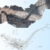 The holotype of Spatulidentatus breviceps. Image credit: Yang et al., doi: 10.16509/j.georeview.2025.11.052.