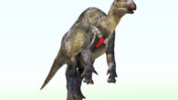 Reconstruction of the iguanodontian dinosaur from the Ashizawa Formation in Japan; the red bone is the right sternal. Image credit: Masato Hattori.