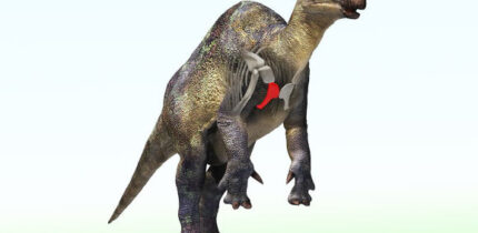 Reconstruction of the iguanodontian dinosaur from the Ashizawa Formation in Japan; the red bone is the right sternal. Image credit: Masato Hattori.