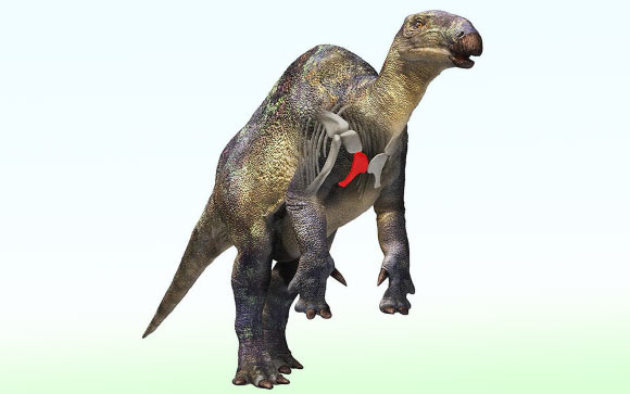 Reconstruction of the iguanodontian dinosaur from the Ashizawa Formation in Japan; the red bone is the right sternal. Image credit: Masato Hattori.