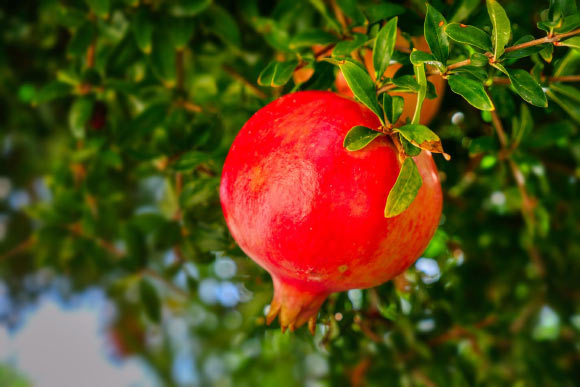Urolithin A is a metabolite compound produced when gut bacteria break down ellagitannins and ellagic acid, which are found in foods like pomegranates, berries, and walnuts. Image credit: Albrecht Fietz.