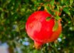 Urolithin A is a metabolite compound produced when gut bacteria break down ellagitannins and ellagic acid, which are found in foods like pomegranates, berries, and walnuts. Image credit: Albrecht Fietz.