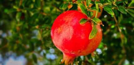 Urolithin A is a metabolite compound produced when gut bacteria break down ellagitannins and ellagic acid, which are found in foods like pomegranates, berries, and walnuts. Image credit: Albrecht Fietz.