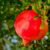 Urolithin A is a metabolite compound produced when gut bacteria break down ellagitannins and ellagic acid, which are found in foods like pomegranates, berries, and walnuts. Image credit: Albrecht Fietz.