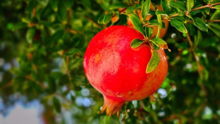 Urolithin A is a metabolite compound produced when gut bacteria break down ellagitannins and ellagic acid, which are found in foods like pomegranates, berries, and walnuts. Image credit: Albrecht Fietz.