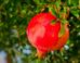 Urolithin A is a metabolite compound produced when gut bacteria break down ellagitannins and ellagic acid, which are found in foods like pomegranates, berries, and walnuts. Image credit: Albrecht Fietz.