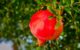 Urolithin A is a metabolite compound produced when gut bacteria break down ellagitannins and ellagic acid, which are found in foods like pomegranates, berries, and walnuts. Image credit: Albrecht Fietz.