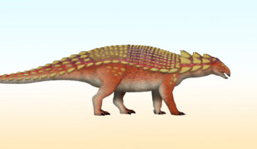 Nipponopelta yezoensis. Image credit: TotalDino / CC BY 4.0.