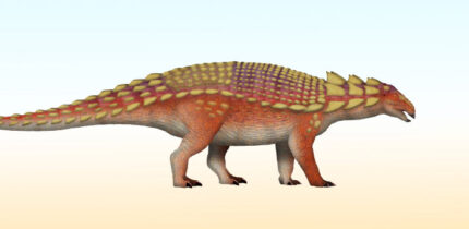 Nipponopelta yezoensis. Image credit: TotalDino / CC BY 4.0.