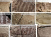 Fossilized wings of the nine ensiferan species analyzed by Gu et al. Image credit: Gu et al., doi: 10.1073/pnas.2615107123.