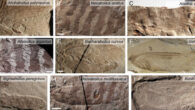 Fossilized wings of the nine ensiferan species analyzed by Gu et al. Image credit: Gu et al., doi: 10.1073/pnas.2615107123.