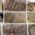 Fossilized wings of the nine ensiferan species analyzed by Gu et al. Image credit: Gu et al., doi: 10.1073/pnas.2615107123.