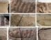 Fossilized wings of the nine ensiferan species analyzed by Gu et al. Image credit: Gu et al., doi: 10.1073/pnas.2615107123.