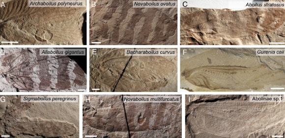 Scientists Reconstruct Sound of Jurassic Insects