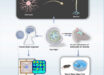 Alzheimer’s disease remains irreversible largely because the adult brain cannot replace lost neurons; Wang et al. present a Nano-ERASER-based Trim-Away system that enables adult neuroregeneration in Alzheimer’s brain. Image credit: Wang et al., doi: 10.1016/j.celbio.2026.100575.