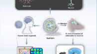 Alzheimer’s disease remains irreversible largely because the adult brain cannot replace lost neurons; Wang et al. present a Nano-ERASER-based Trim-Away system that enables adult neuroregeneration in Alzheimer’s brain. Image credit: Wang et al., doi: 10.1016/j.celbio.2026.100575.