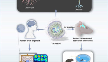 Alzheimer’s disease remains irreversible largely because the adult brain cannot replace lost neurons; Wang et al. present a Nano-ERASER-based Trim-Away system that enables adult neuroregeneration in Alzheimer’s brain. Image credit: Wang et al., doi: 10.1016/j.celbio.2026.100575.