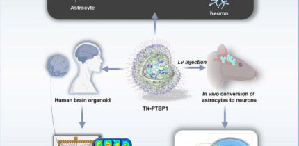 Alzheimer’s disease remains irreversible largely because the adult brain cannot replace lost neurons; Wang et al. present a Nano-ERASER-based Trim-Away system that enables adult neuroregeneration in Alzheimer’s brain. Image credit: Wang et al., doi: 10.1016/j.celbio.2026.100575.