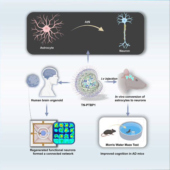 Alzheimer’s disease remains irreversible largely because the adult brain cannot replace lost neurons; Wang et al. present a Nano-ERASER-based Trim-Away system that enables adult neuroregeneration in Alzheimer’s brain. Image credit: Wang et al., doi: 10.1016/j.celbio.2026.100575.