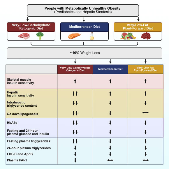 Diet macronutrient content affects the cardiometabolic benefits of weight loss. Image credit: Petersen et al., doi: 10.1016/j.cmet.2026.07.020.