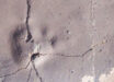 Track-bearing slab T-373 from King George Island, Antarctica. Sclae bar - 10 mm. Image credit: Mansilla-Vera et al., doi: 10.1007/s00300-026-03539-1.