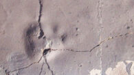 Track-bearing slab T-373 from King George Island, Antarctica. Sclae bar - 10 mm. Image credit: Mansilla-Vera et al., doi: 10.1007/s00300-026-03539-1.
