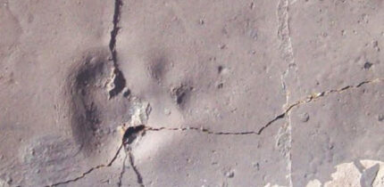 Track-bearing slab T-373 from King George Island, Antarctica. Sclae bar - 10 mm. Image credit: Mansilla-Vera et al., doi: 10.1007/s00300-026-03539-1.