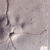 Track-bearing slab T-373 from King George Island, Antarctica. Sclae bar - 10 mm. Image credit: Mansilla-Vera et al., doi: 10.1007/s00300-026-03539-1.