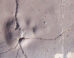 Track-bearing slab T-373 from King George Island, Antarctica. Sclae bar - 10 mm. Image credit: Mansilla-Vera et al., doi: 10.1007/s00300-026-03539-1.