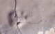 Track-bearing slab T-373 from King George Island, Antarctica. Sclae bar - 10 mm. Image credit: Mansilla-Vera et al., doi: 10.1007/s00300-026-03539-1.