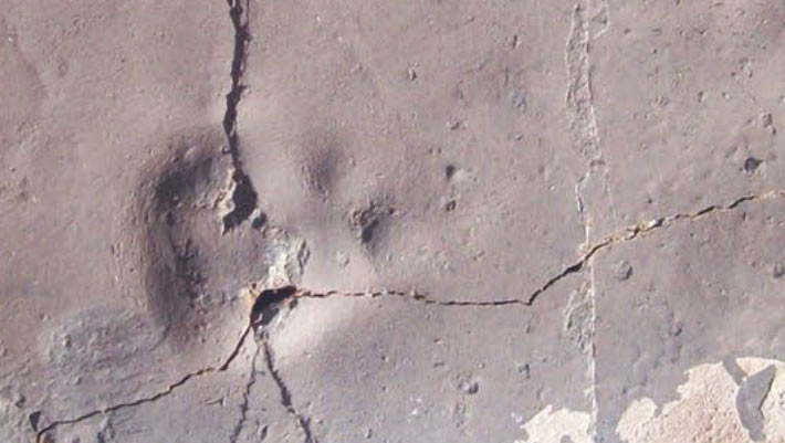 55-Million-Year-Old Predatory Mammal Footprint Found in Antarctica